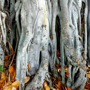 Banyan Tree, Kona, Hawaii